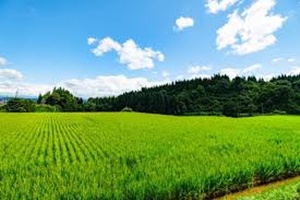 田んぼ