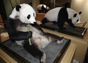 パンダのは剥製