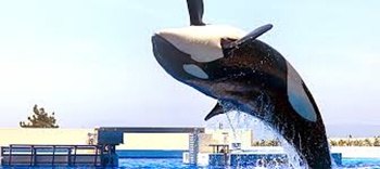 宙にまうシャチ